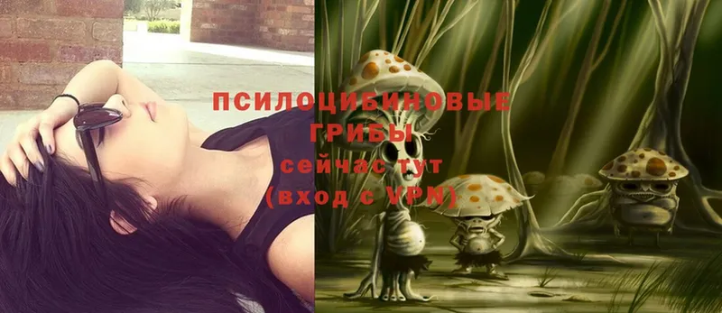 Галлюциногенные грибы Psilocybe  Нефтекумск 